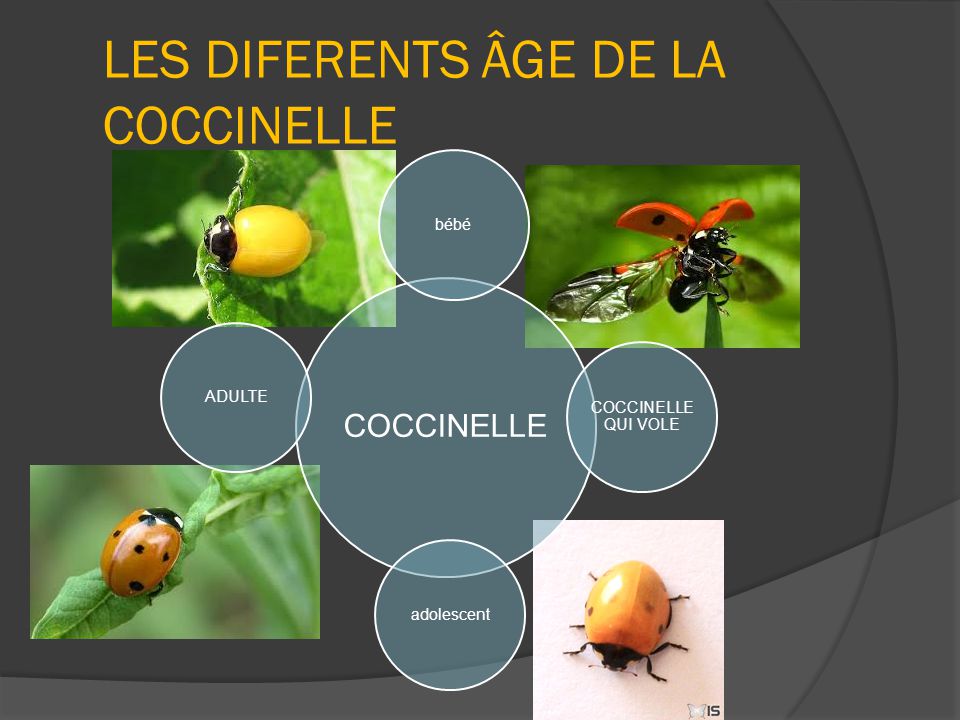 COCCINELLE. ppt t l charger